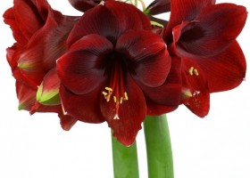 hippeastrum Magname (1)